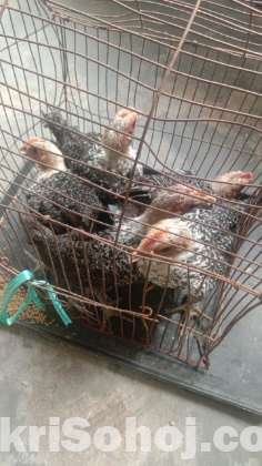 ফাউমি মুরগীর বাচ্ছা